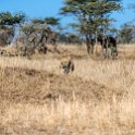 TZA MAR SerengetiNP 2016DEC24 LemalaEwanjan 042 : 2016, 2016 - African Adventures, Africa, Date, December, Eastern, Lemala Ewanjan Camp, Mara, Month, Places, Serengeti National Park, Tanzania, Trips, Year